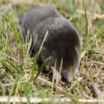 Typical Mole Found In Minneapolis