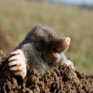 Moles Found In Minnesota