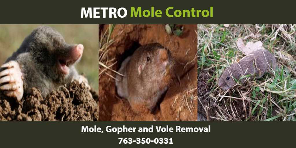 Mole Gopher and Vole Removal