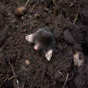 Do moles hibernate in Minnesota?