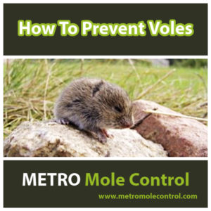 How To Prevent Voles