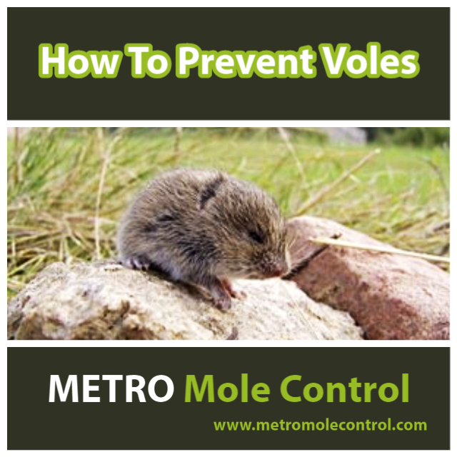 https://metromolecontrol.com/wp-content/uploads/2020/12/How-To-Prevent-Voles-Blog-640-x-640.jpg