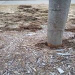 Spring Vole Tree Damage