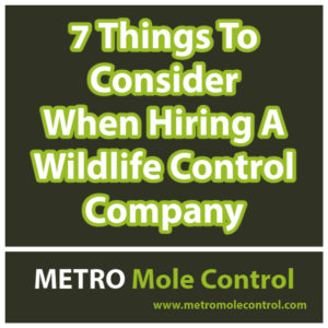 7 Things To Consider When Hiring A Wildlife Control Company