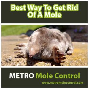 Best Way To Get Rid Of A Mole