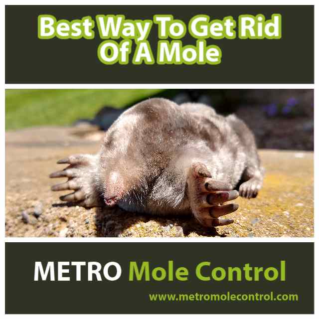 Best Way To Get Rid Of A Mole Blog, How Did A Mole Get In My Basement