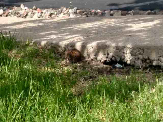 How to prevent voles by closing concrete openings