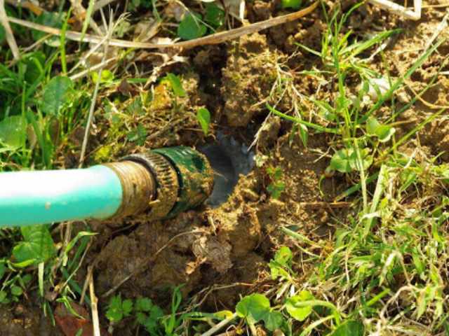 Flooding is ineffective for mole extermination