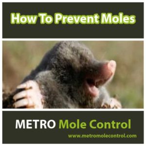 How To Prevent Moles