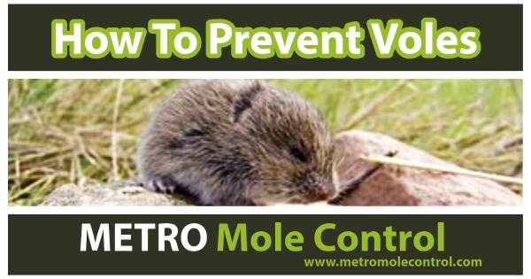 How to Get Rid of Voles in Colorado — Whitmore Pest & Wildlife